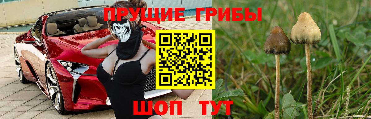 Псилоцибиновые грибы Psilocybe Унеча